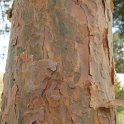 Pinus sylvestris ecorce